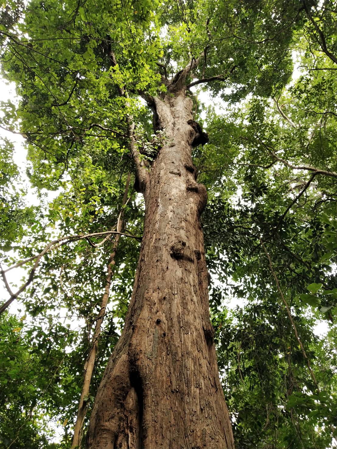 Dry_Dipterocarp_Forest.jpg