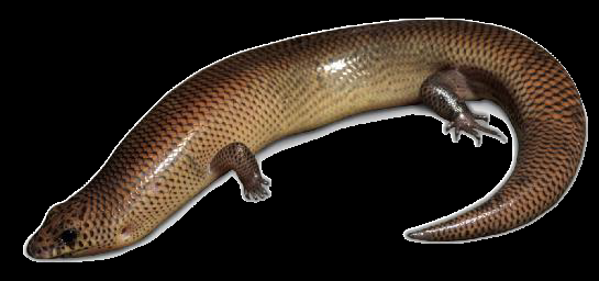 Lygosoma_koratense1.png