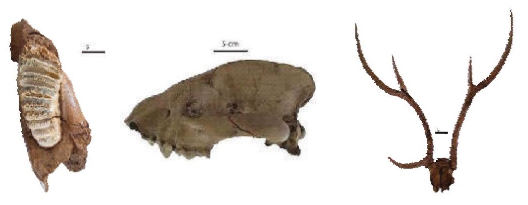 Mammalian1.jpg