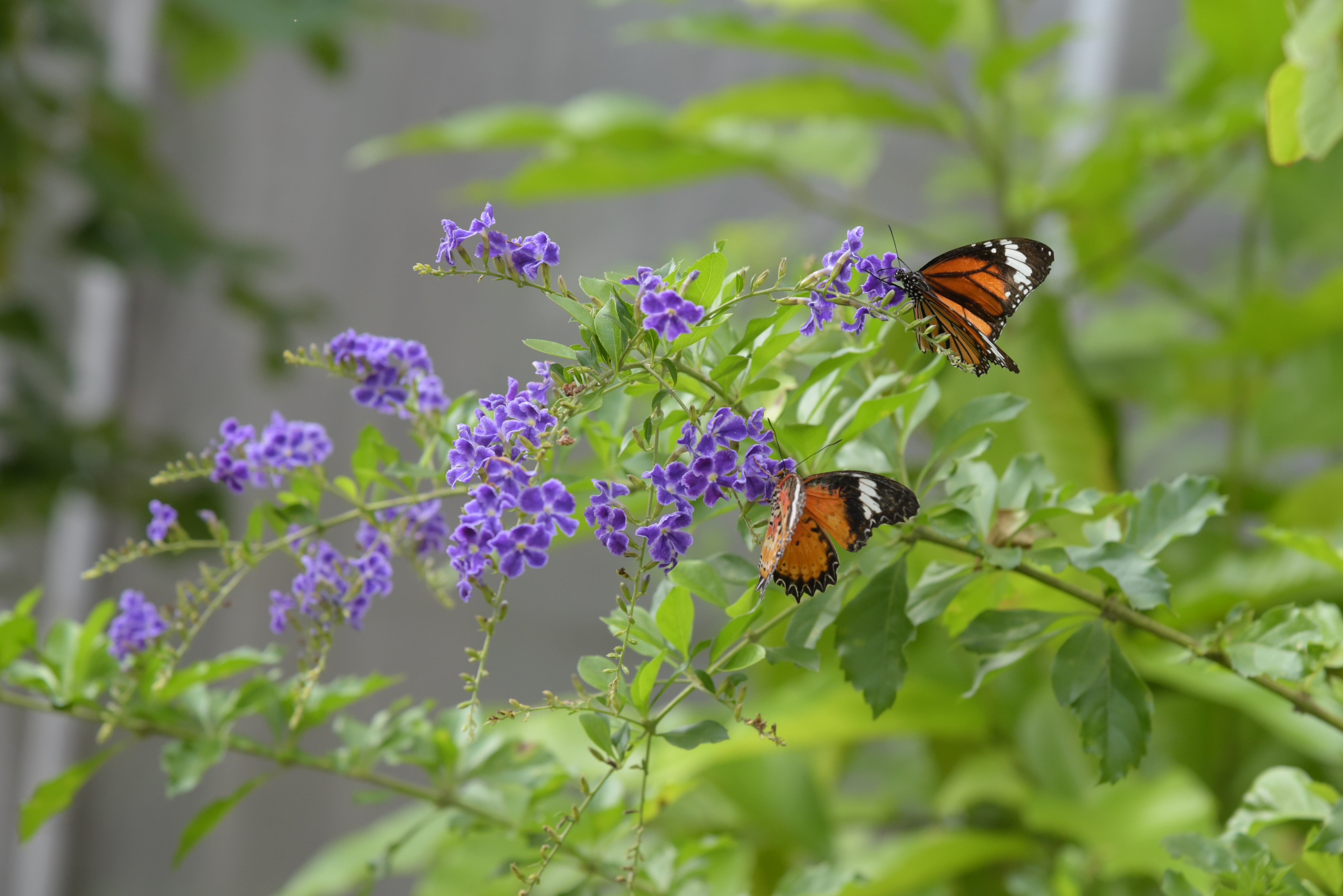 SUT_Botanical_Garden3.jpg